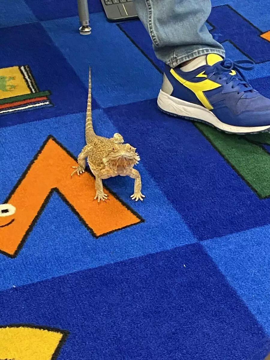 Puff explores the habitat of a Kindergartner. 