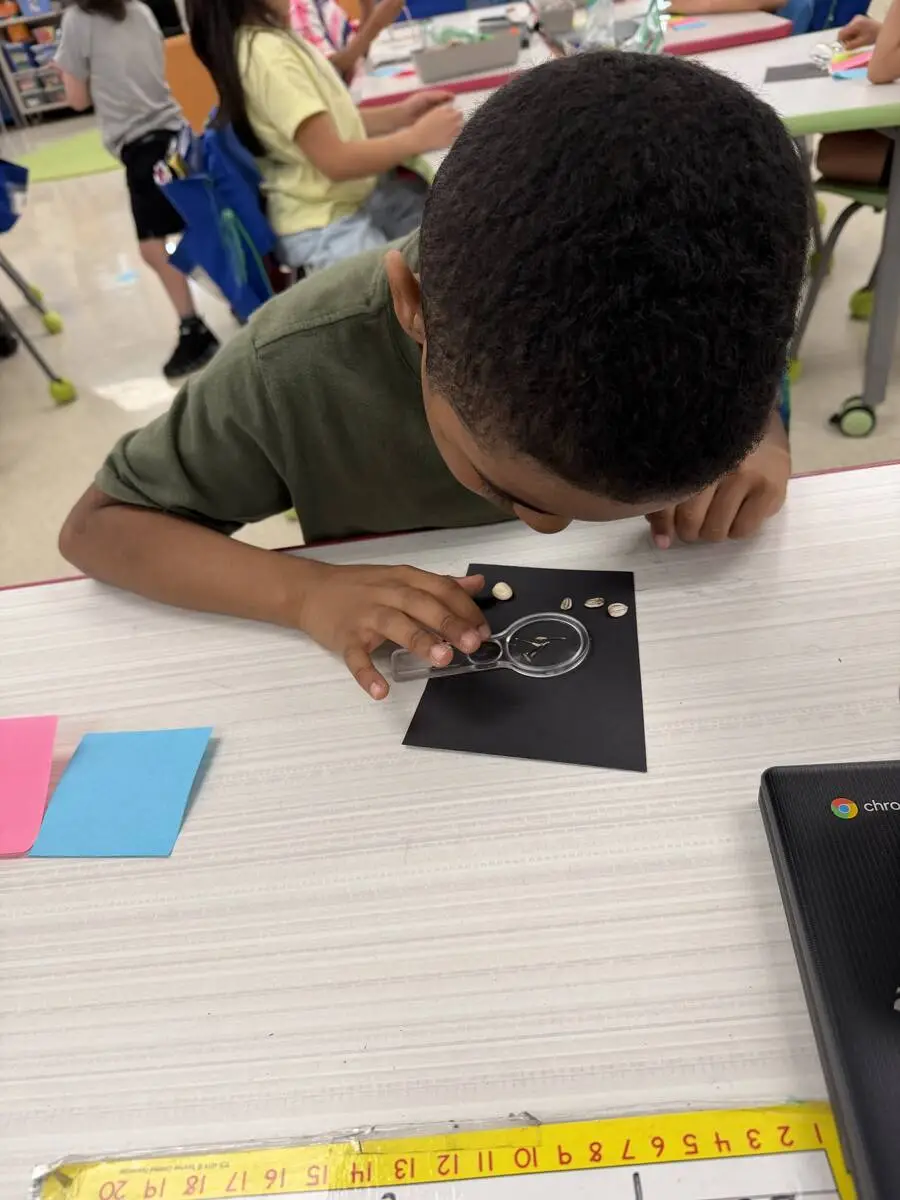 A first grader examines his seeds.